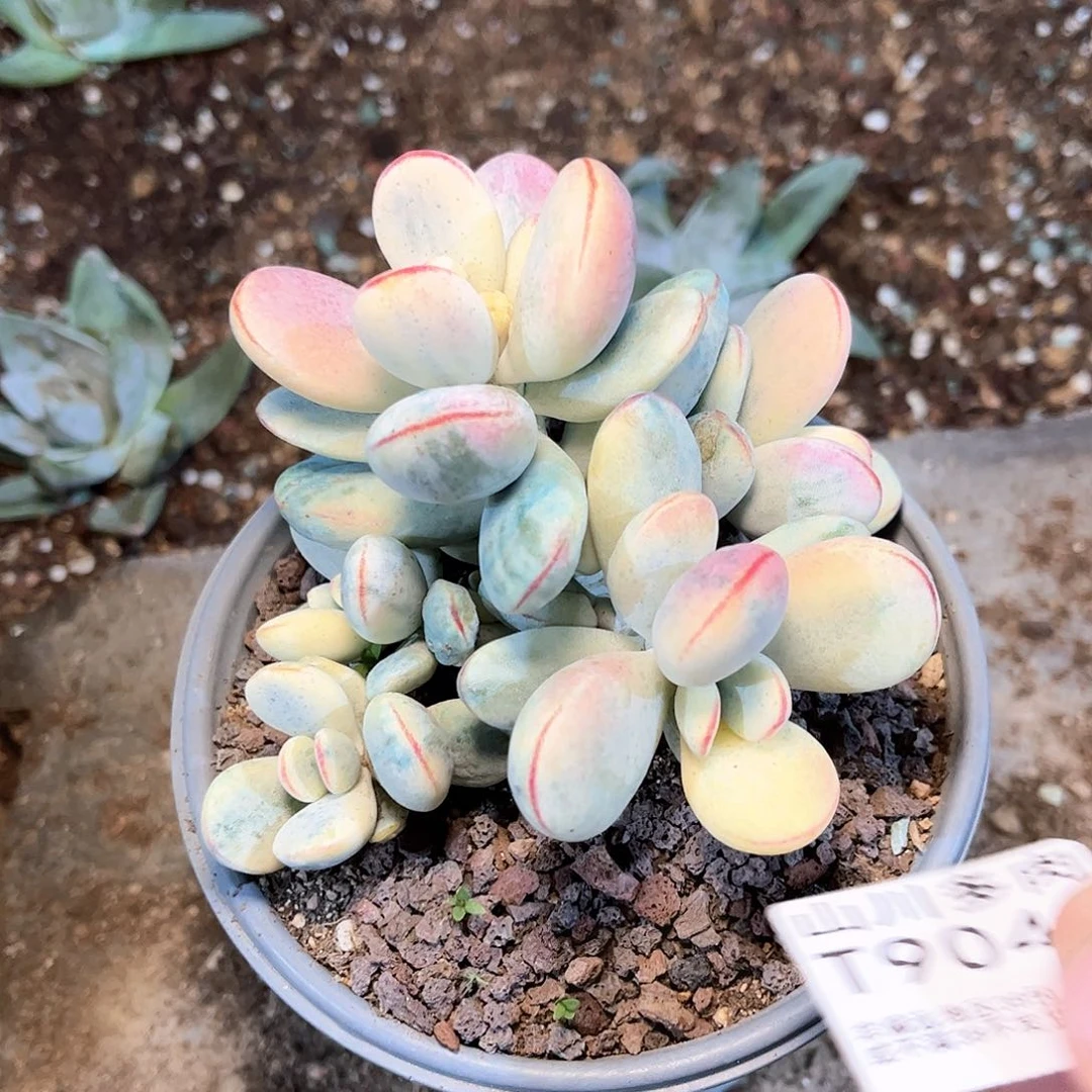 9040乒乓福娘多肉