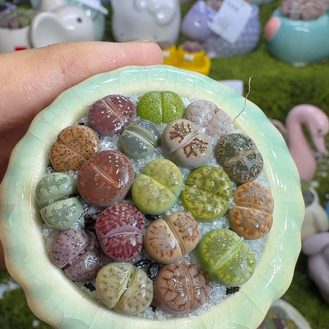 多肉植物福利冲516