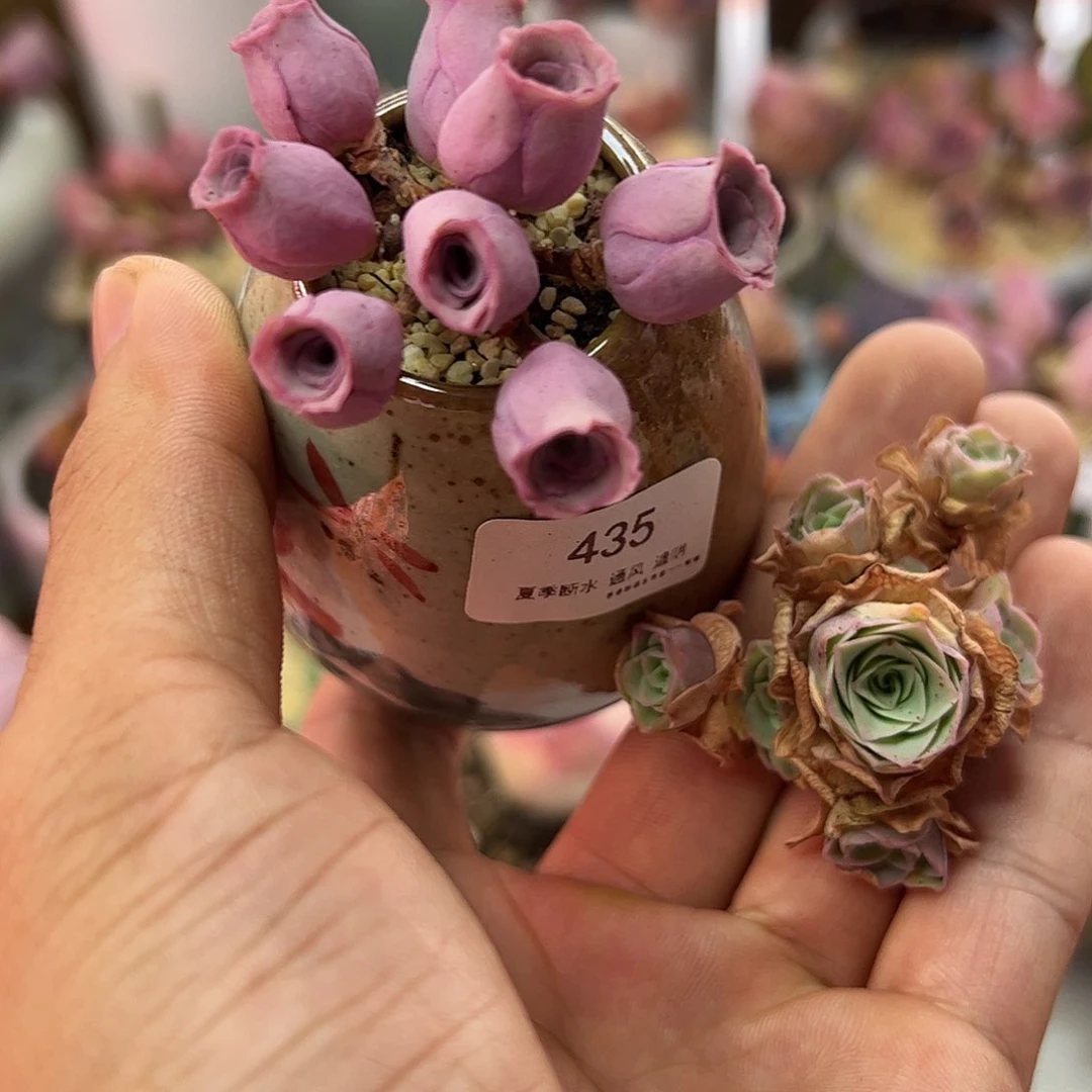 小鹿兜玫瑰435不带盆