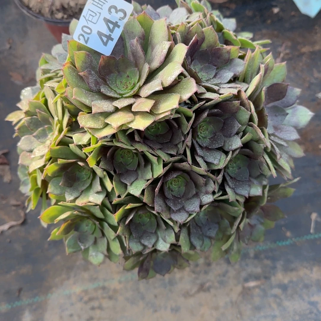 桃花石443满20包邮断枝不包