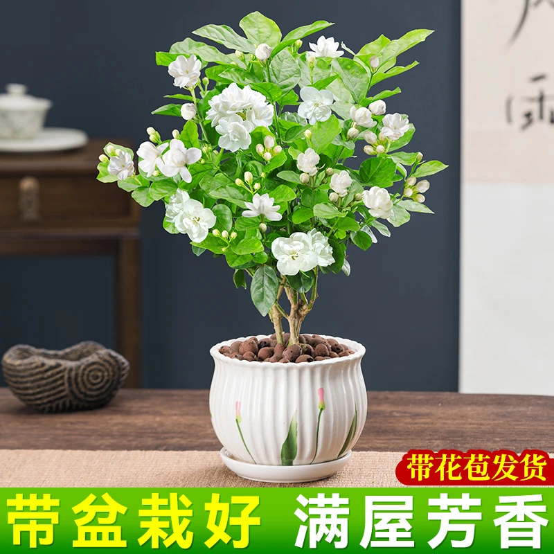 茉莉花盆栽花卉植物室内外阳台四季常绿开花芳香美观洁白重瓣树苗