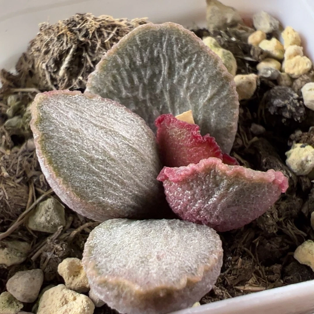 900号水泡多肉植物水泡