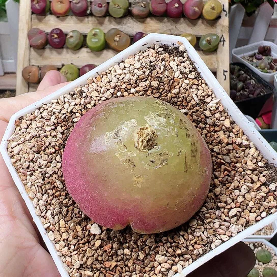 4.1厘米灯泡可带盆…………………………