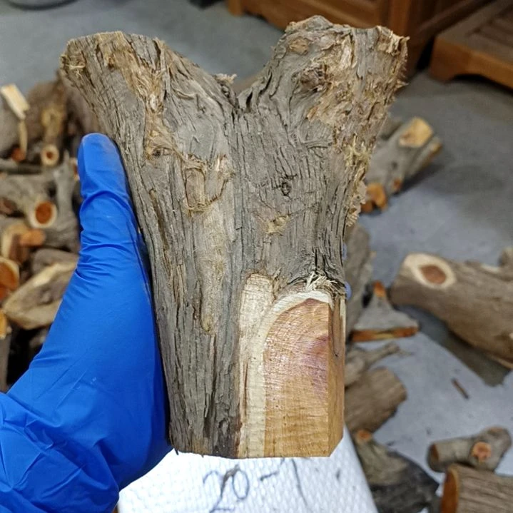 ****香榧木崖柏原叉崖柏原叉崖柏