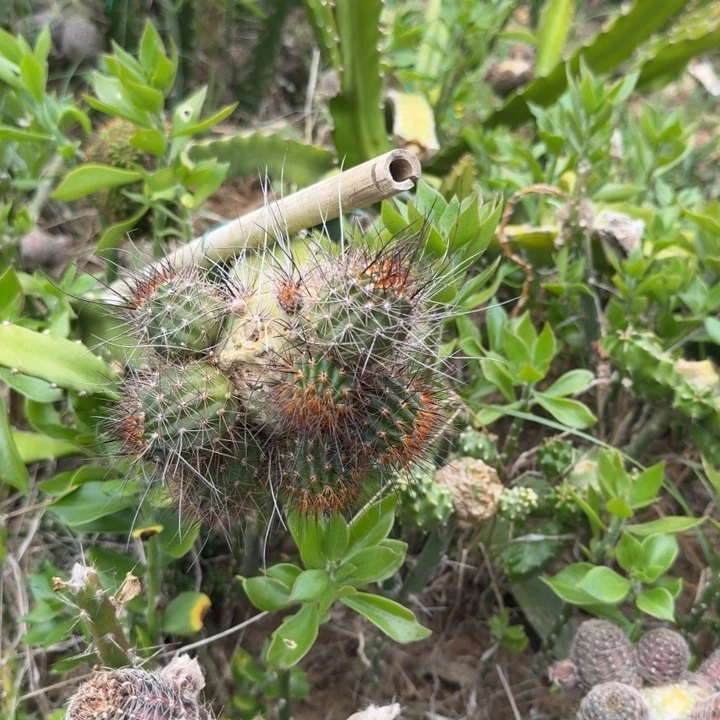 勿**安高山丽花仙人球400