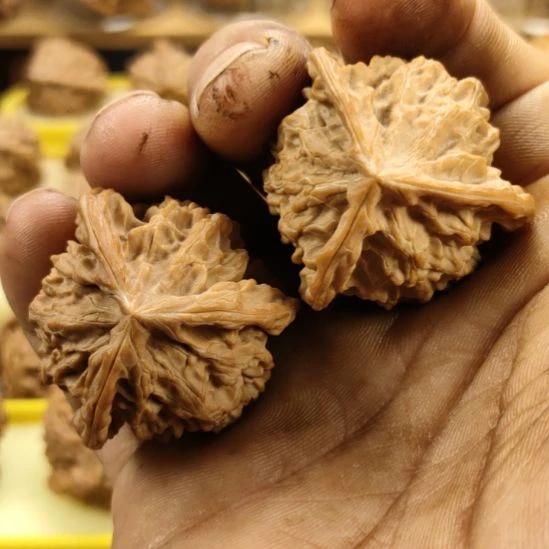 木质类盘山三棱核桃