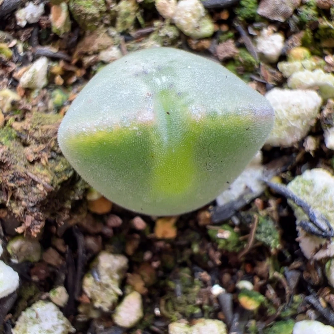 【闪购商品】330 空蝉