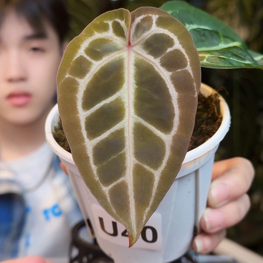 完全开放U40粉柠檬红杂小钻石