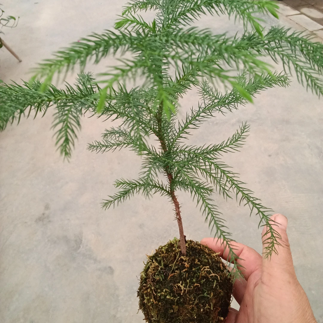 南洋杉苔藓球室内微景观净化空气好养活适合桌面摆放