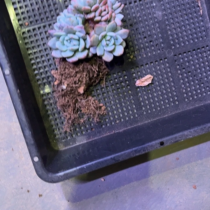 橙子缀化多肉 一物一拍