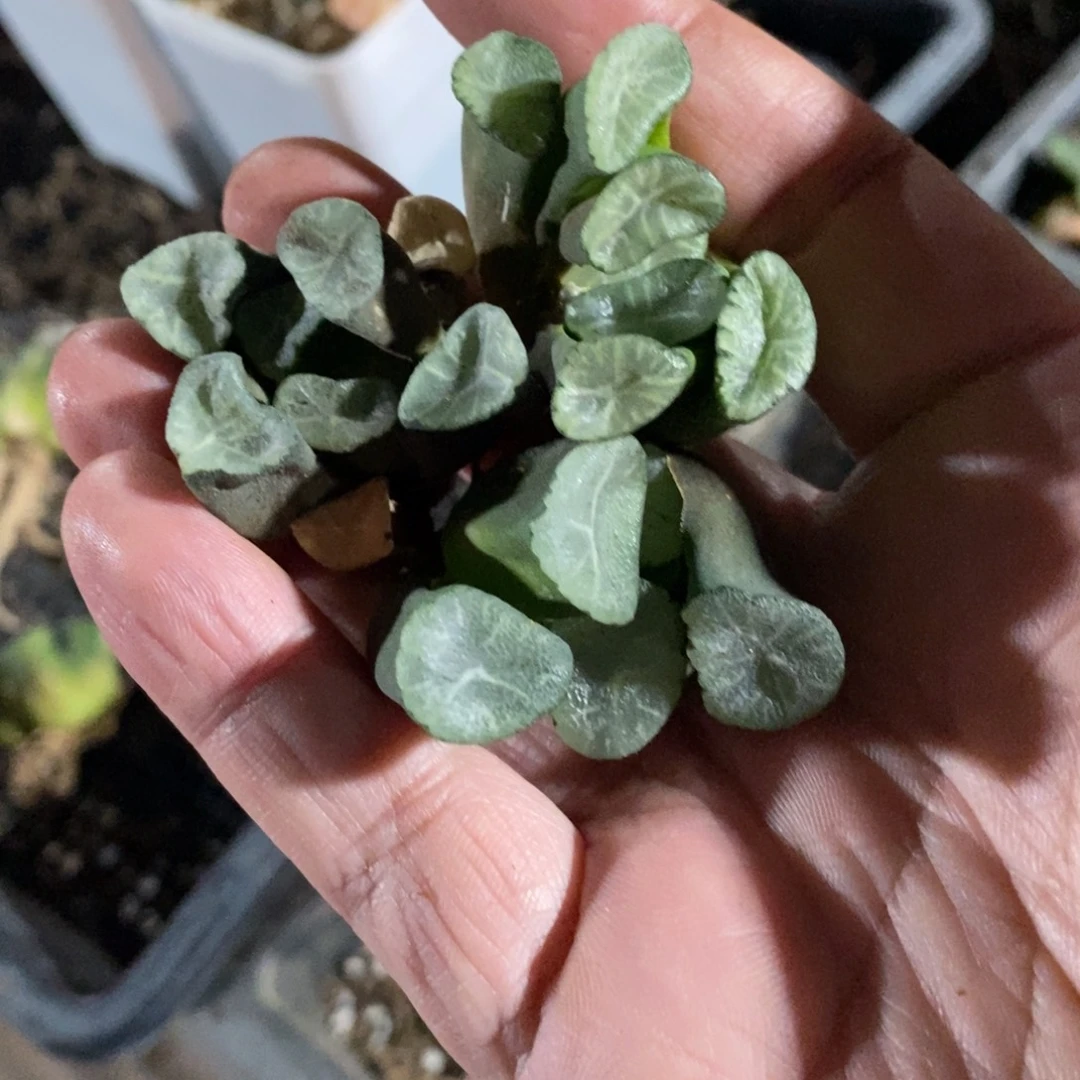 1801 一颗实生万象 三个品种 开播福利