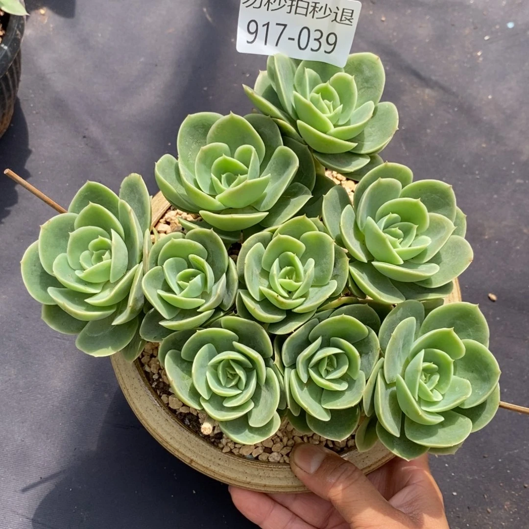 勿秒拍秒退 917-039星娜塔