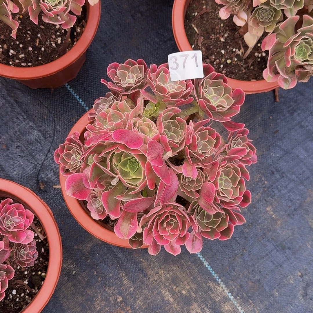 371香妃多肉法师植物