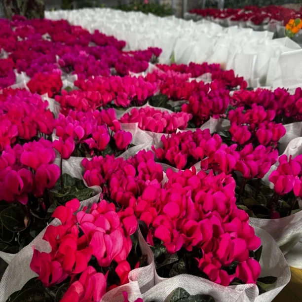 【霓虹·仙客来】多年生！四季开花盆栽