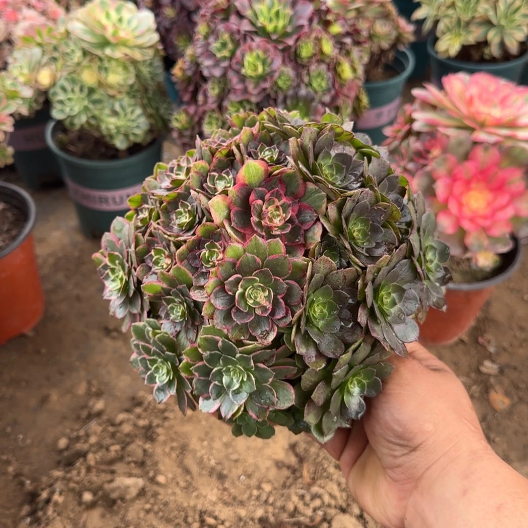 247 号一物一拍多肉18包邮粉花妖