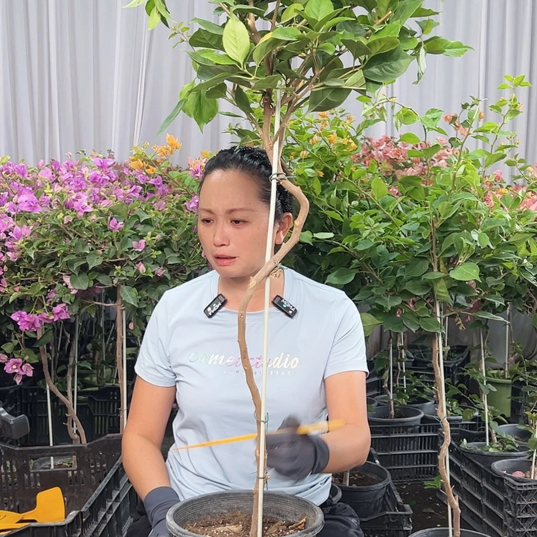蒲***强当前无花栽培后可以开花H82变色龙