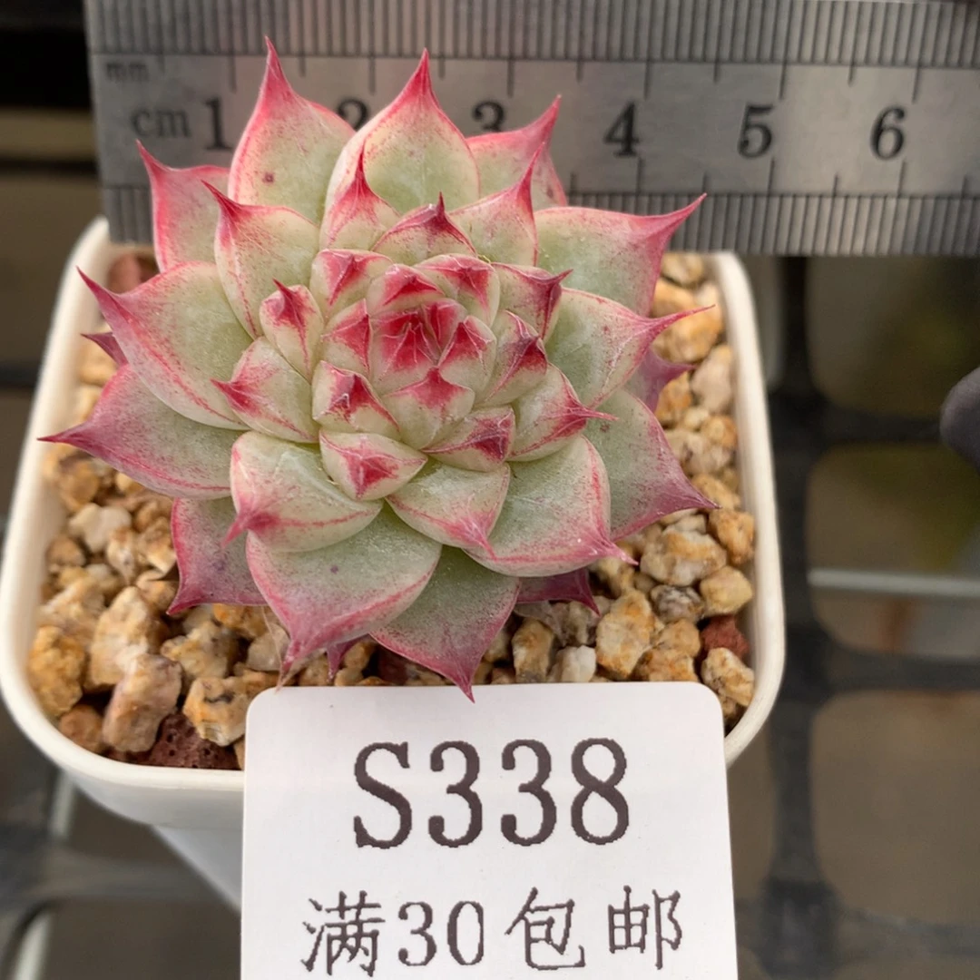 338。安娜珍妮。长睫毛。