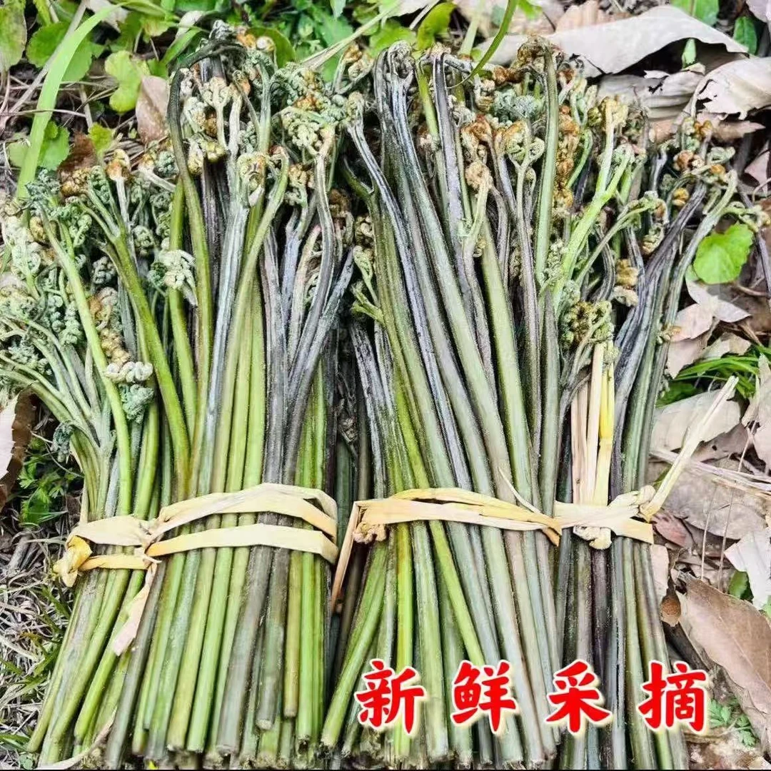 湖南新鲜蕨菜大山野生野菜现摘现发原生态龙抓菜无公害绿色食品