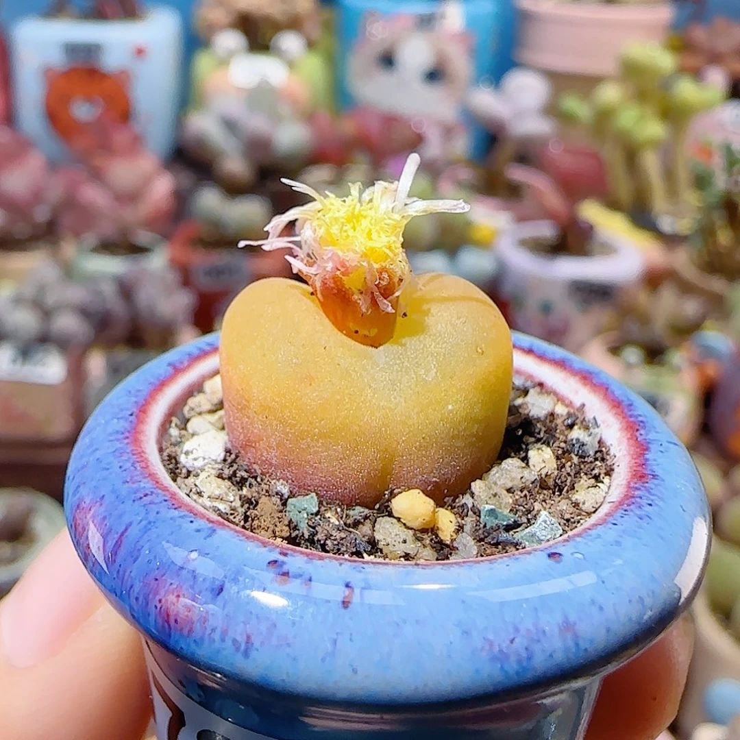 T可爱蟠桃盆口2cm