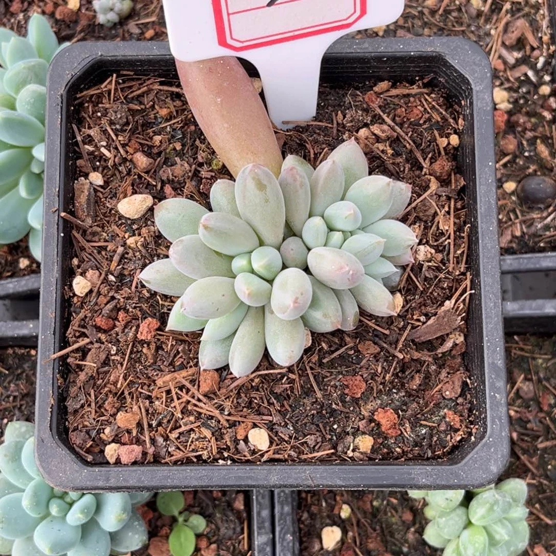 海豚体哥特多肉植物22