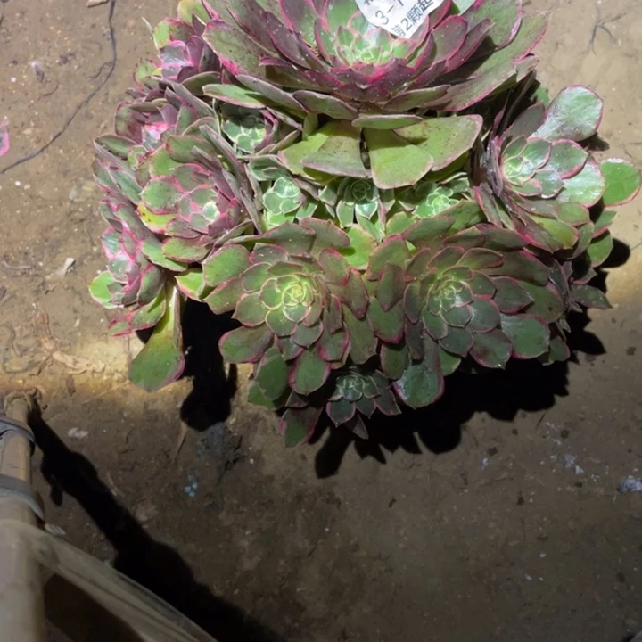 317花妖多肉小洋洋洋洋