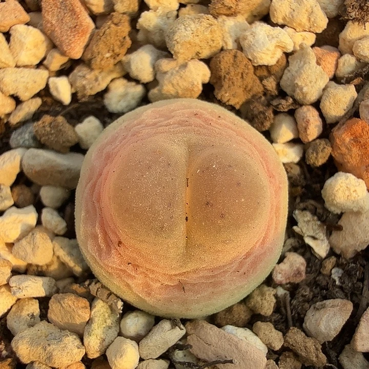 粉拉登多肉植物1.3厘米