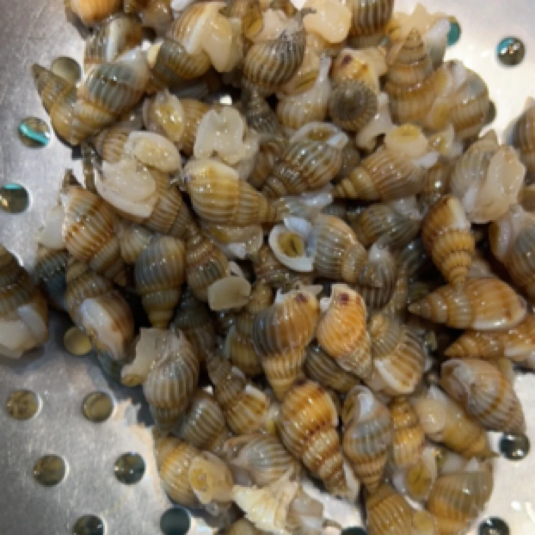 活丝螺  绝佳下酒菜