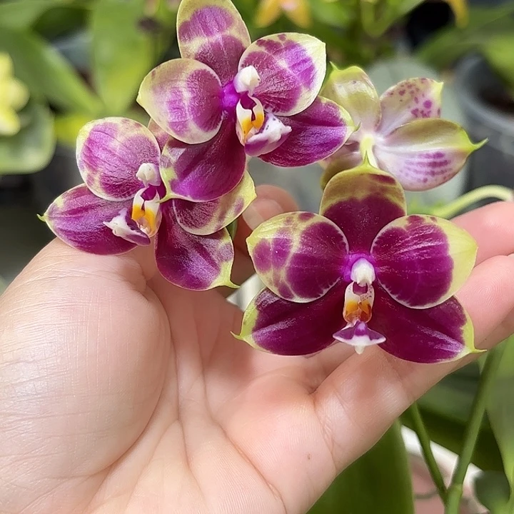 大部分开放少量花苞弥陀红虎