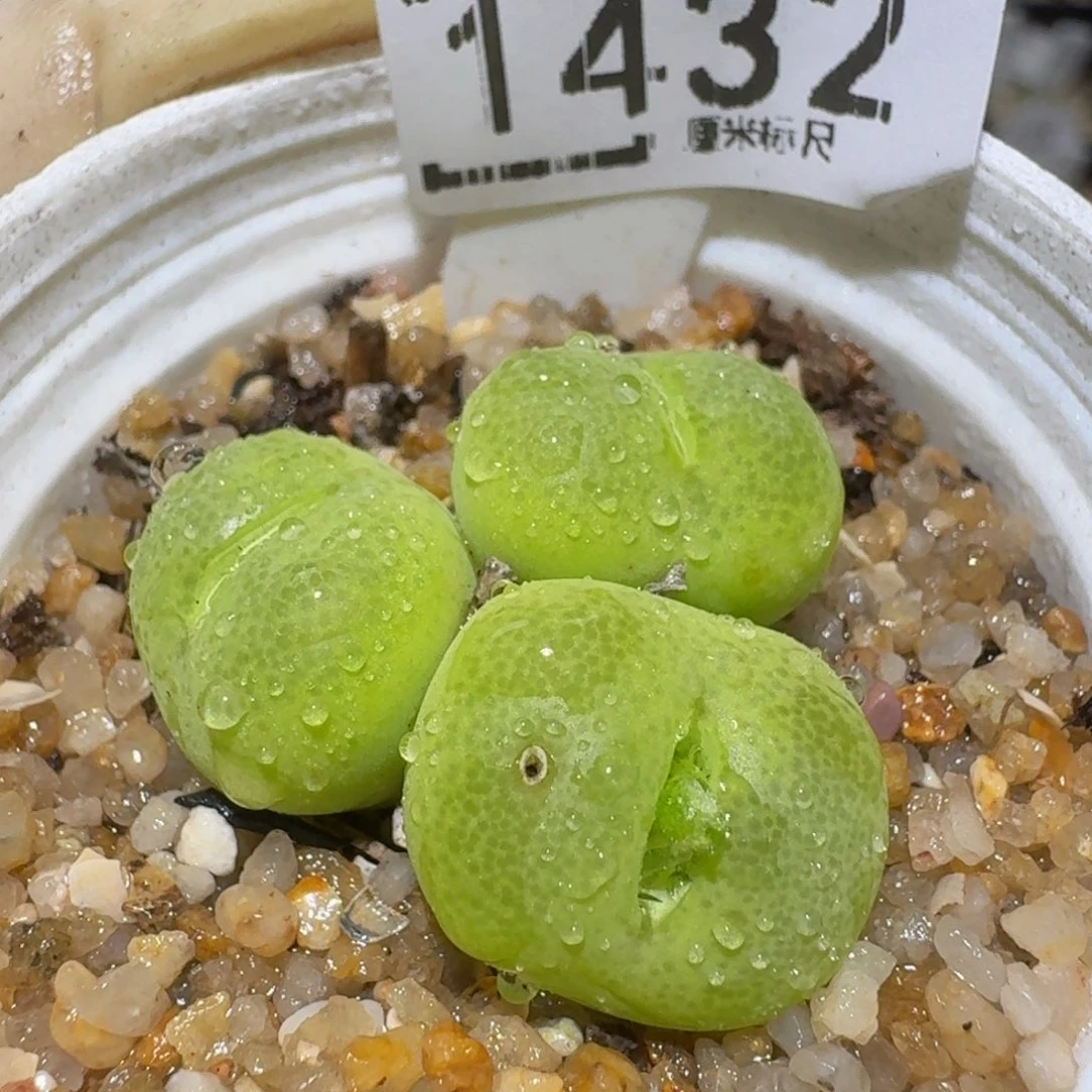zzzzz精品生石花1432疤特