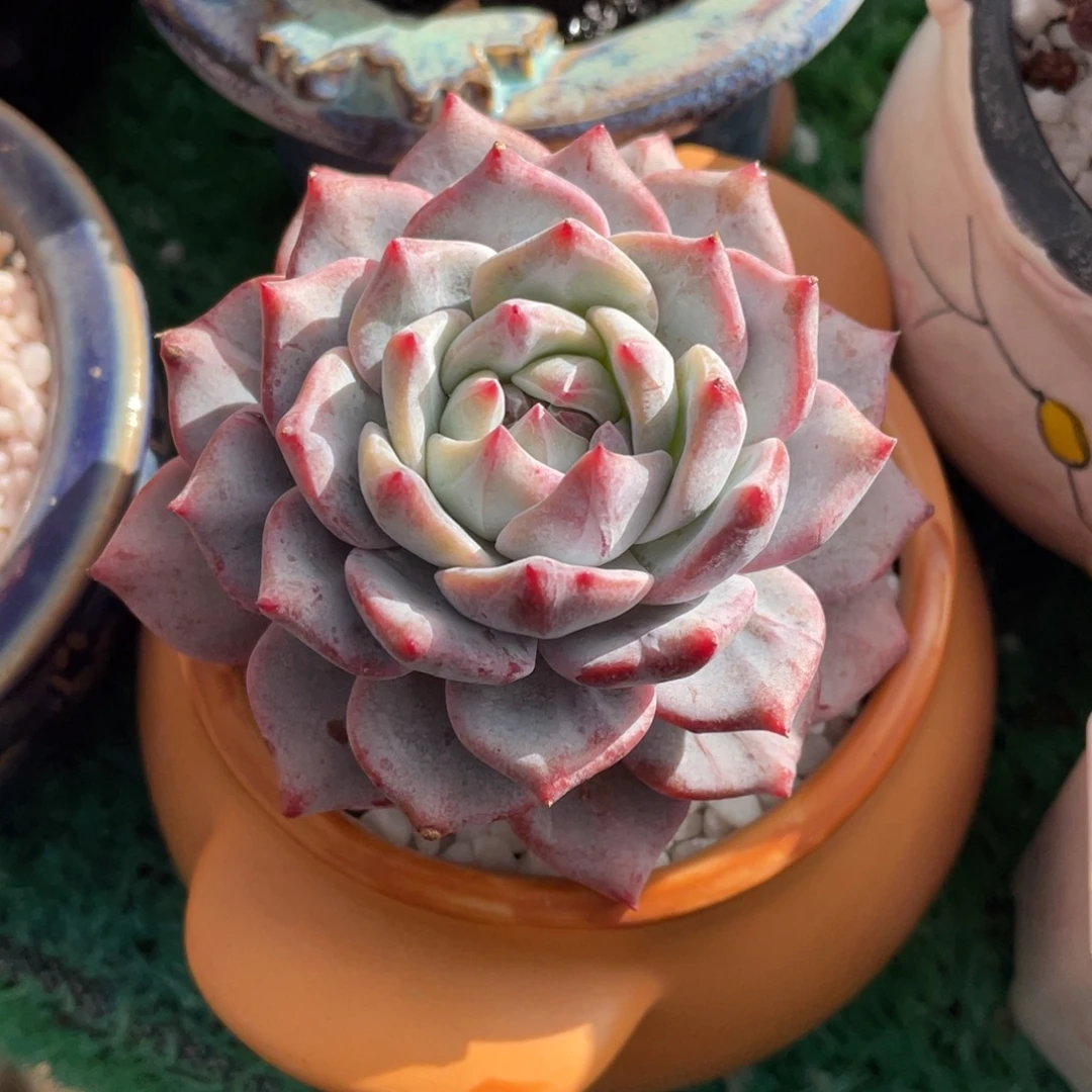 粉蓝鸟多肉植物盆栽多肉1