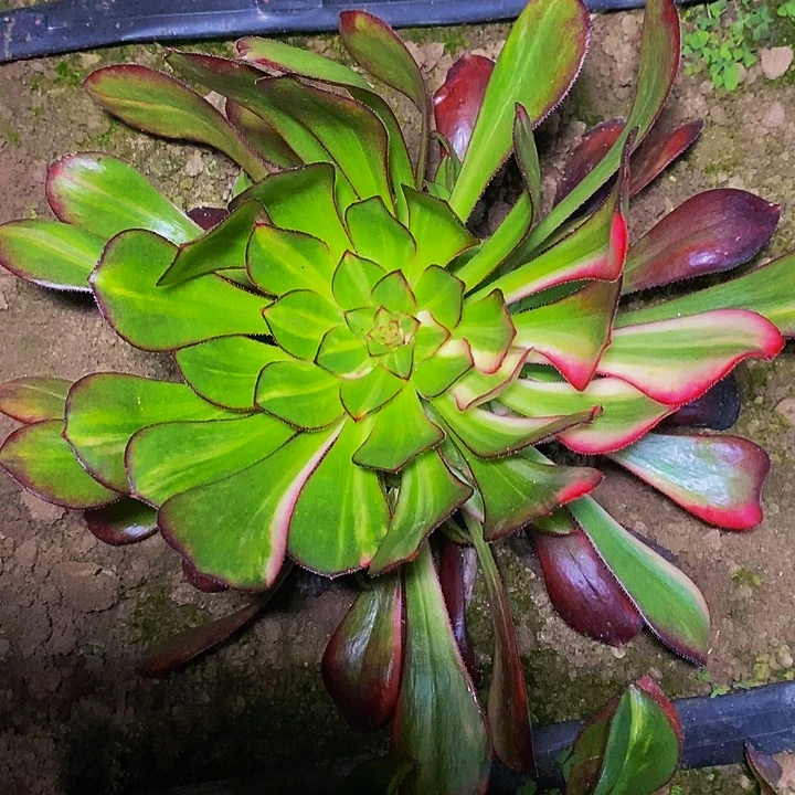 花蝴蝶多肉植物两圈侧芽
