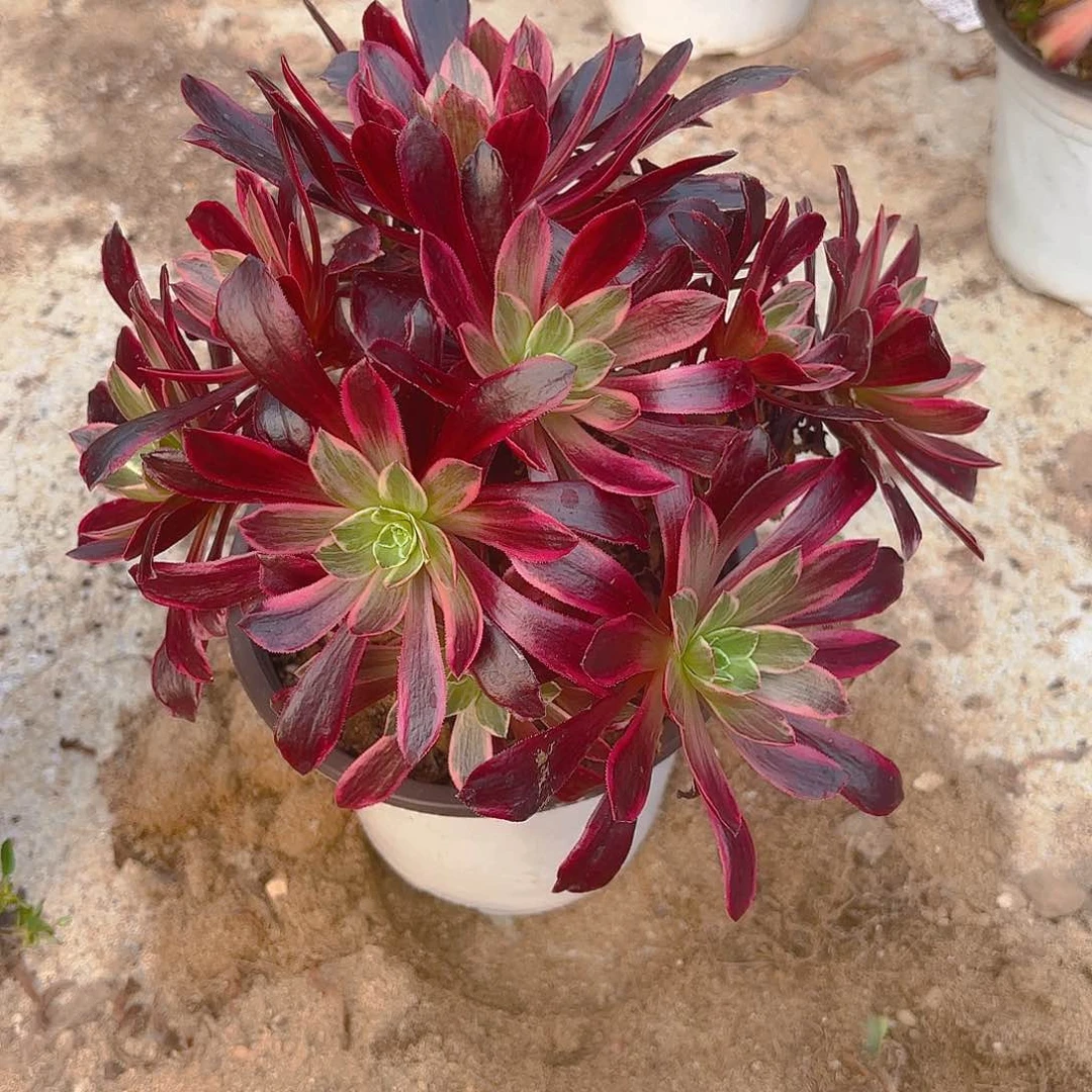 婚纱多肉植物老庄