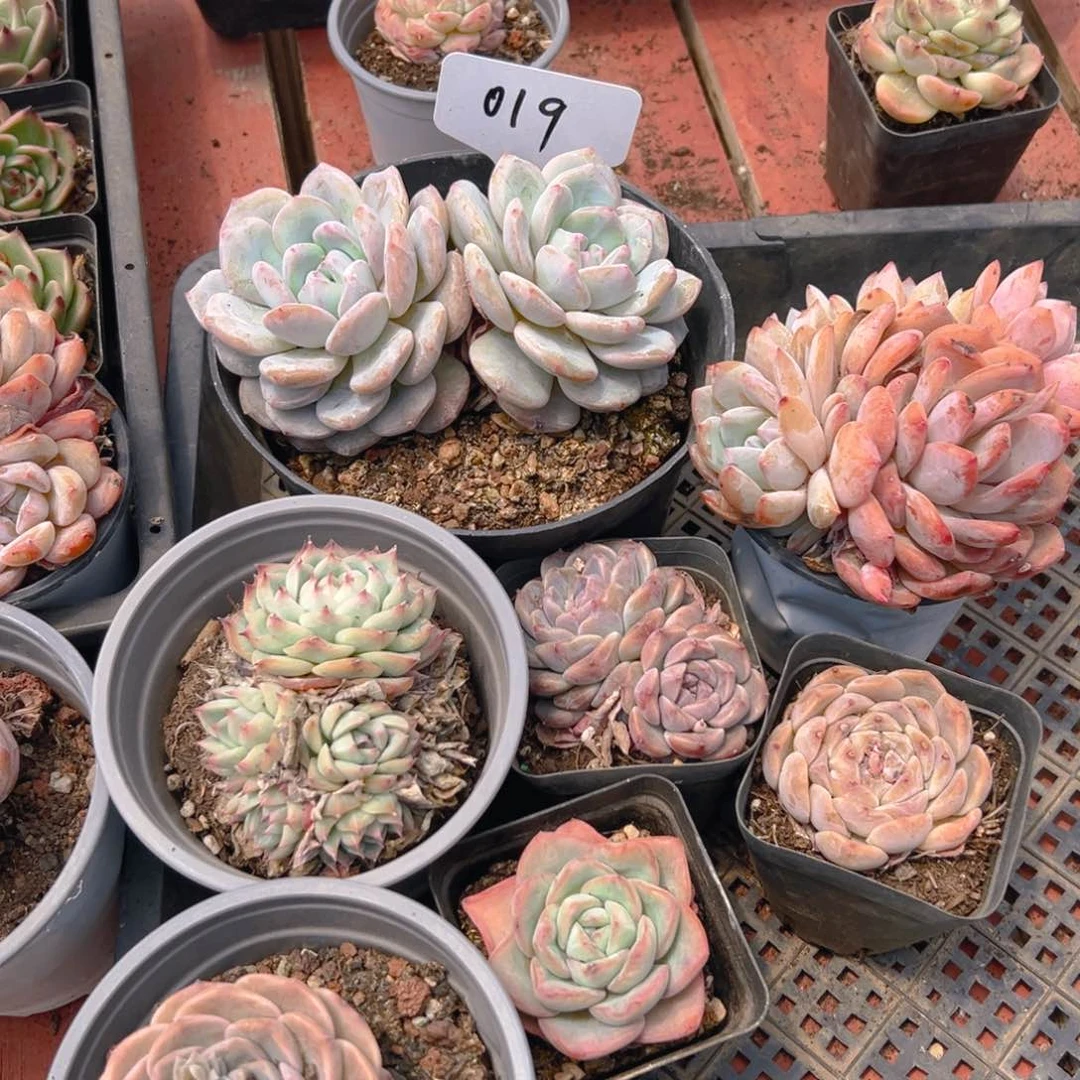 筐拍019号一物一拍