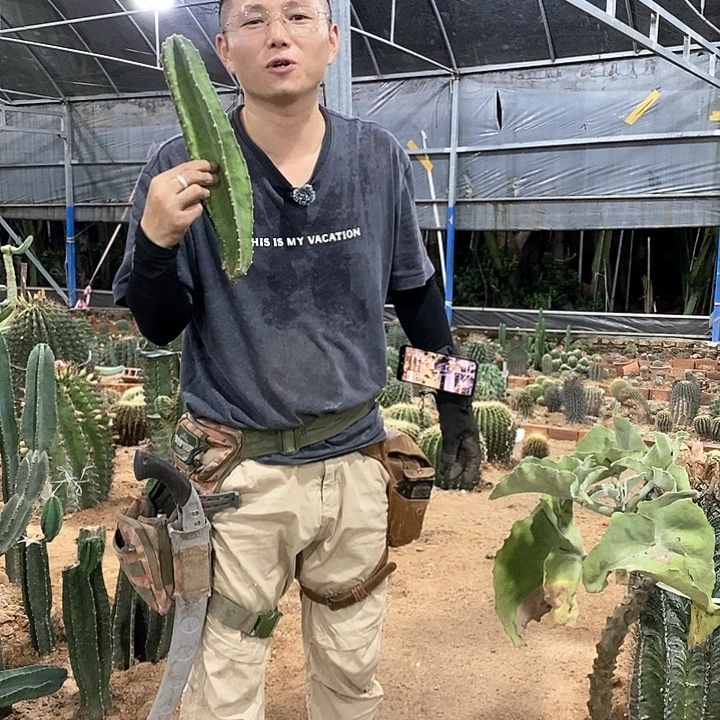 30公分量天尺现砍