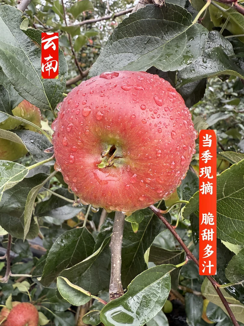 正宗云南高山丑苹果新鲜脆甜