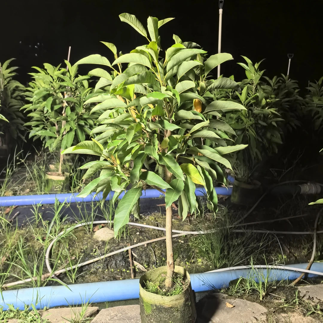 黄兰花棒棒糖型树苗