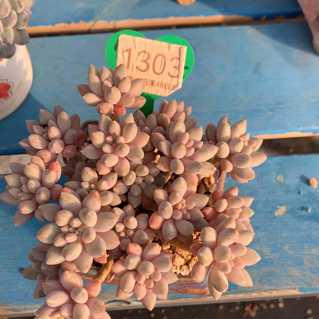 星黛露老桩无砍1303