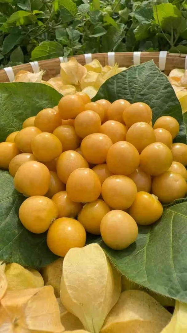 东北大地薄皮小菇娘果新鲜采摘