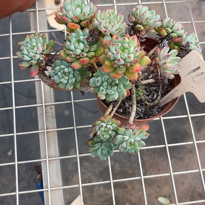 晨语多肉，一物一拍14