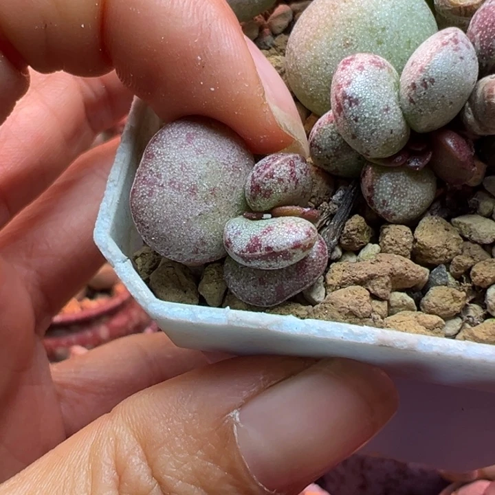 希***望吉祥如意等名家的书法精品