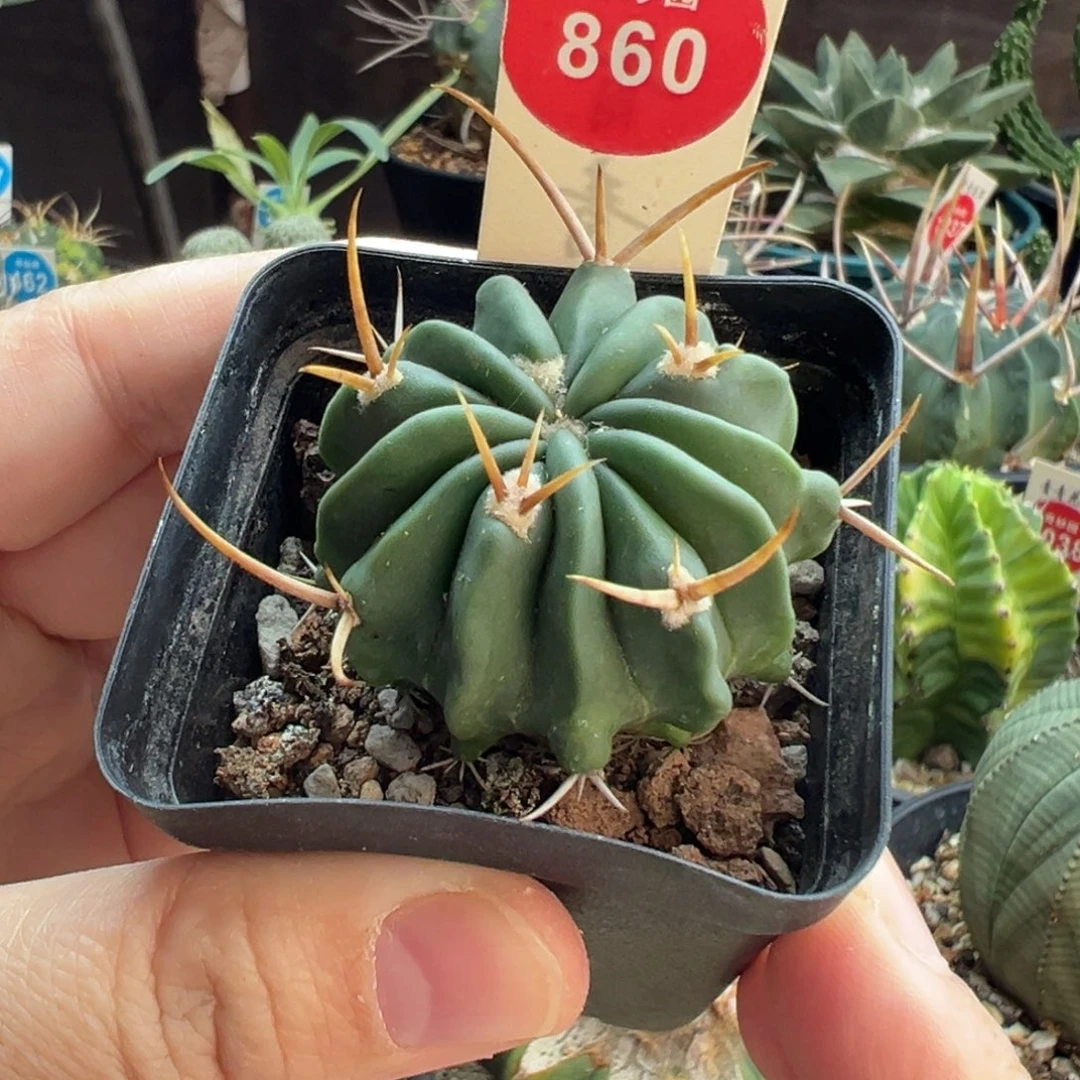 实生豪刺龙剑丸3.8cm