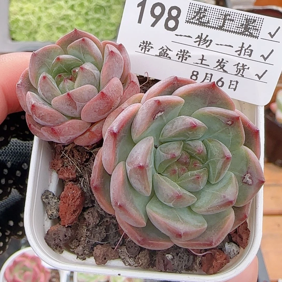 多肉0806-198暗纹暗纹