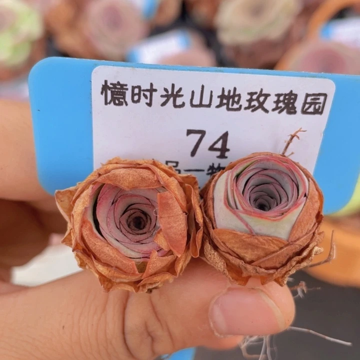 山地玫瑰74裸根发货不售后