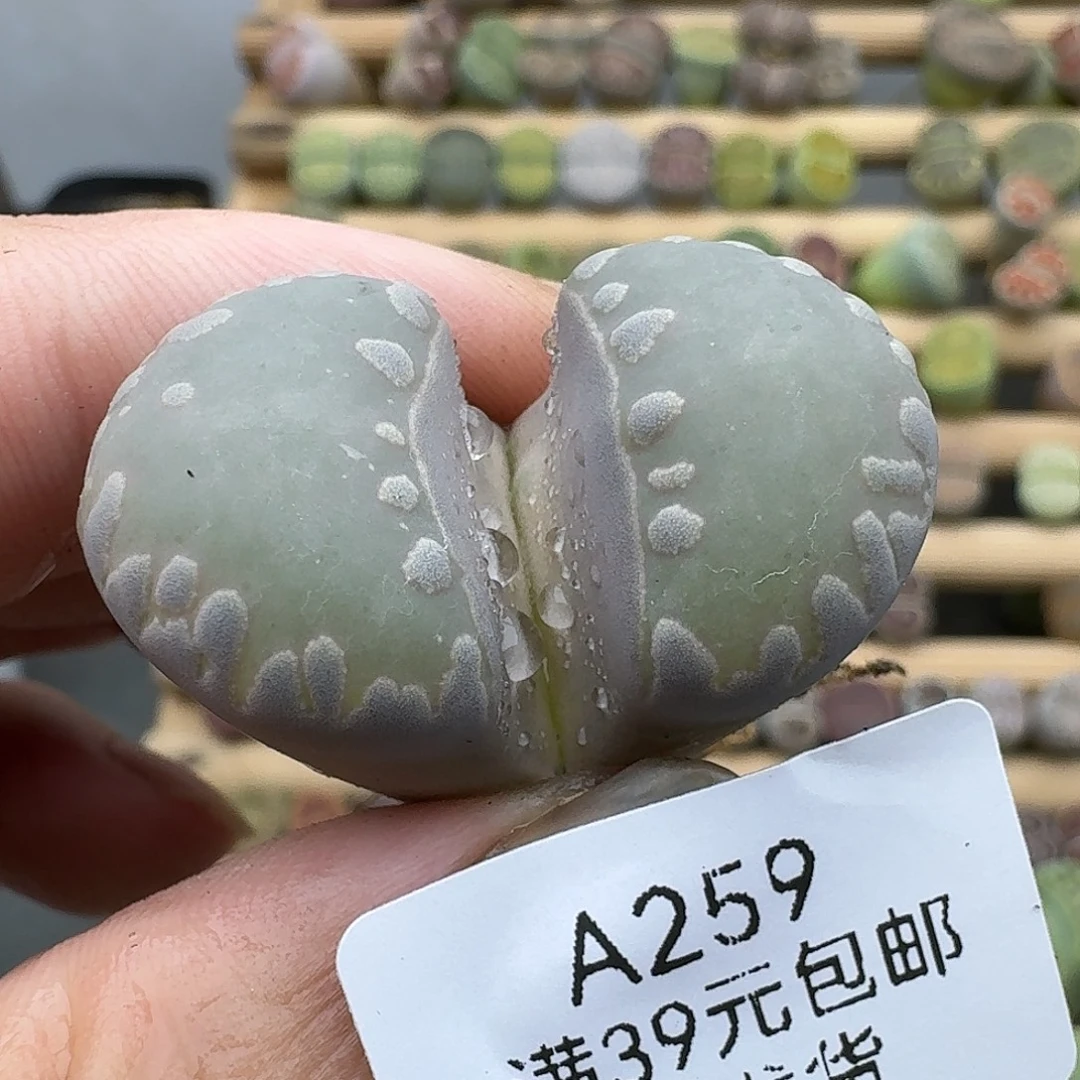 259多肉哈哈哈哈哈哈哈
