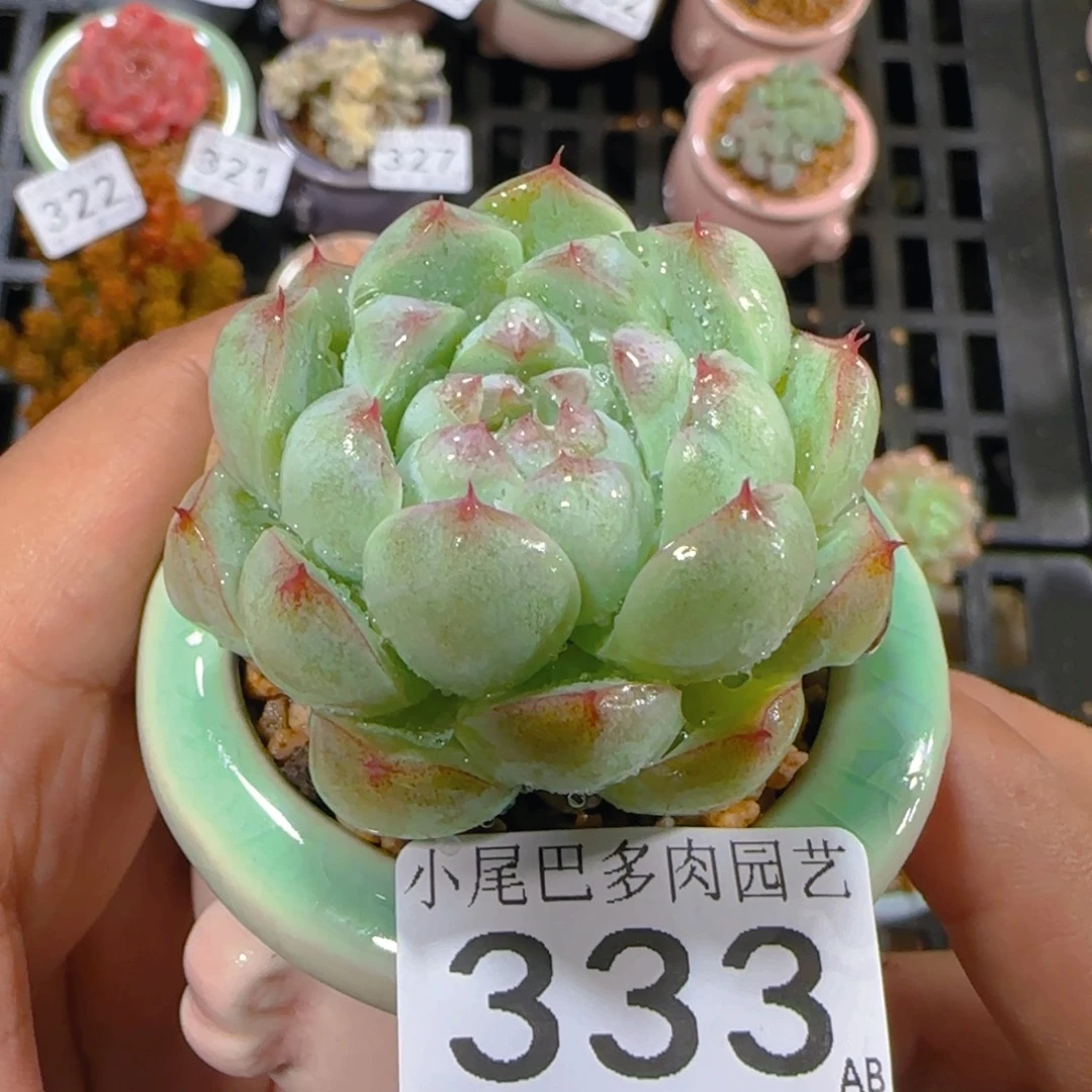 AB小尾巴5CM迷你拇指盆栽精控多肉333