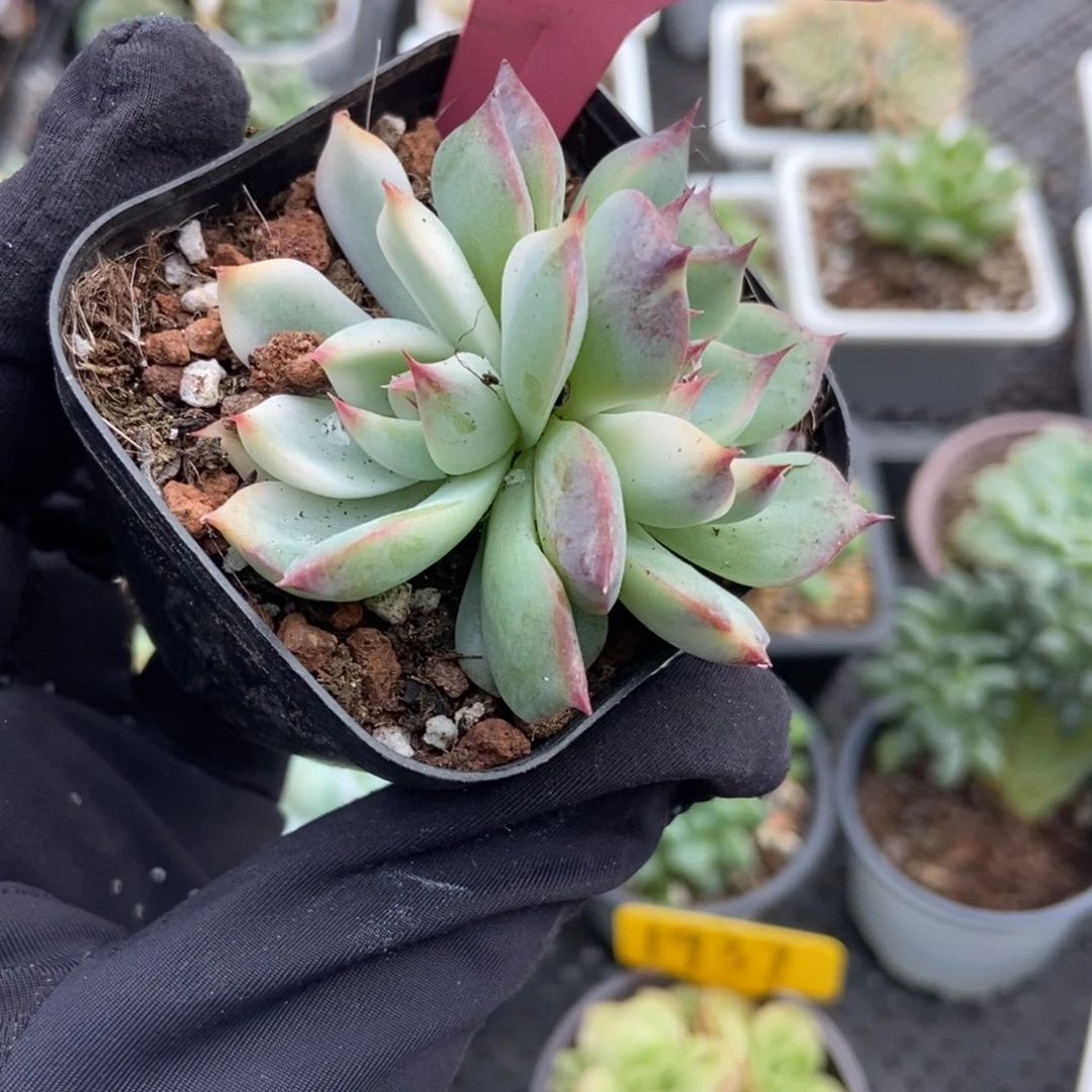 7382吉娃娃锦多肉植物