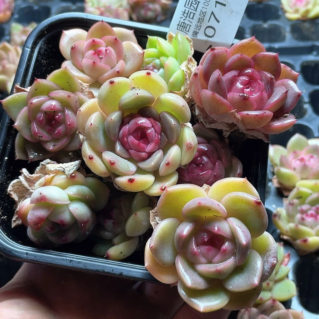 珍妮混合一物一拍071