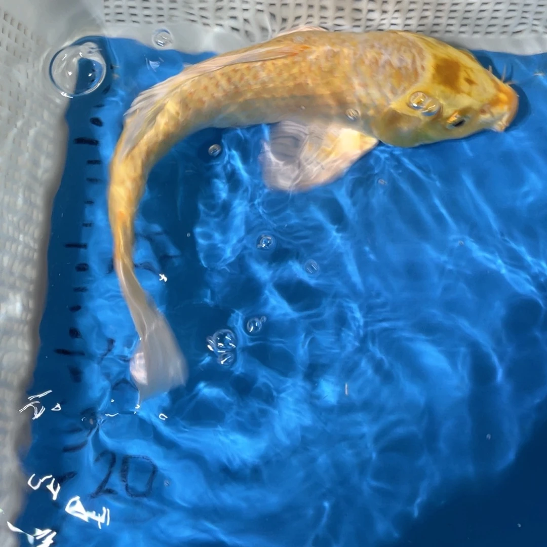 锦鲤锦鲤包邮包售后