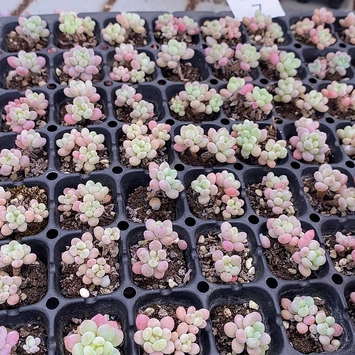 7 多肉植物盆栽花卉植物