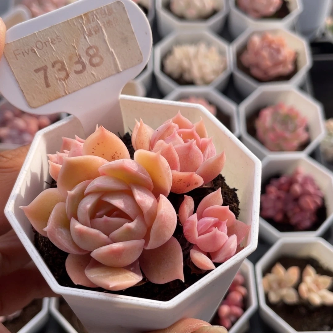 昂斯诺7338-5.5厘米